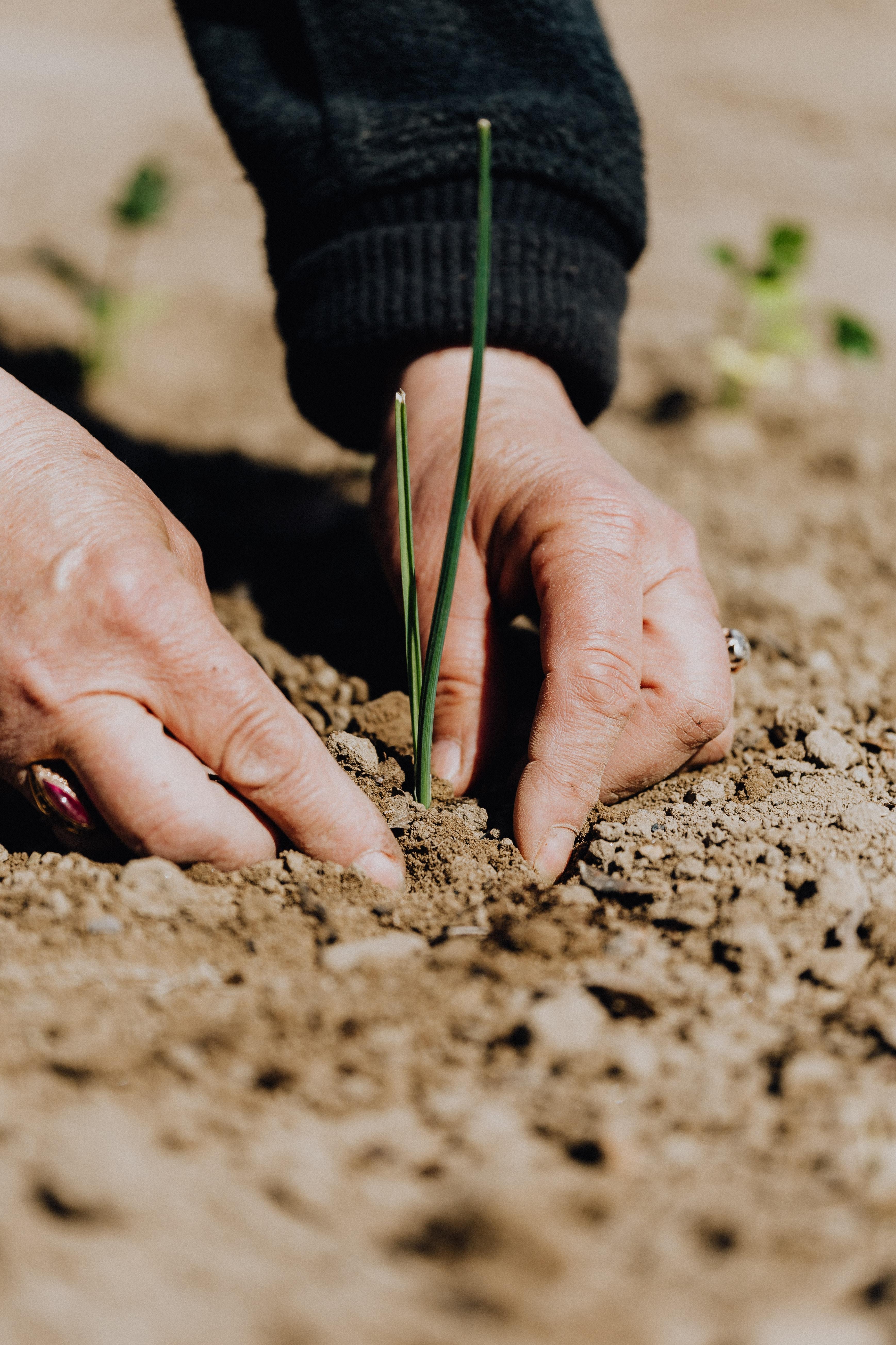 Bachelor's In Agricultural Sciences